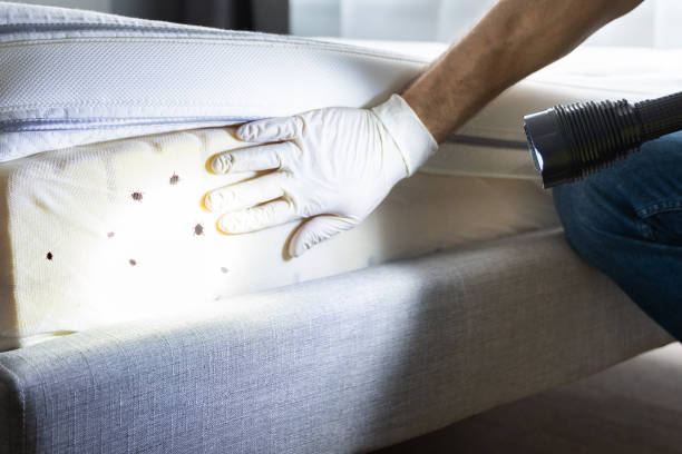 Best Ant Control Services  in Menlo Park, CA