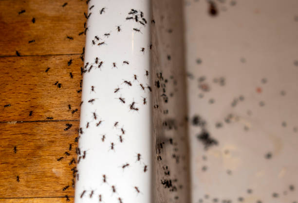 Best Rat Extermination Near Me  in Menlo Park, CA